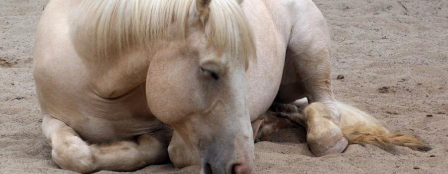 Encefalomielitis equina: Aplican medidas sanitarias para evitar la propagación de un virus que afecta a los caballos | Actualidad