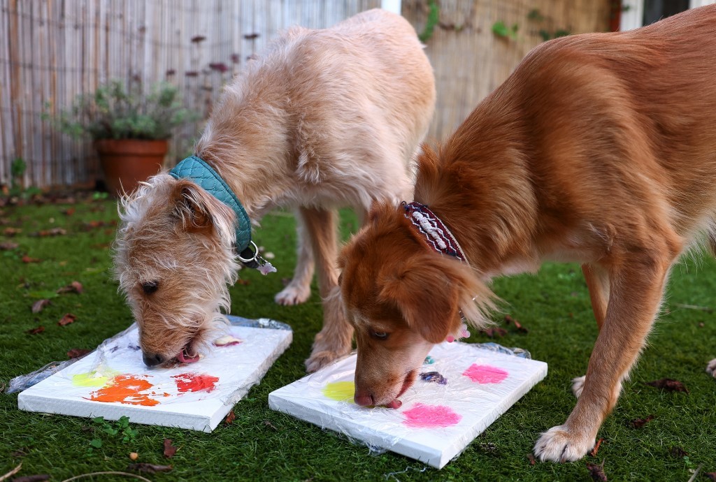Subastan cuadros "pintados" por perros abandonados | Internacionales