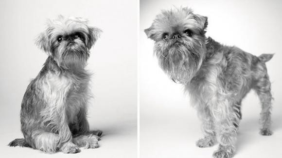 Fotos: así envejecen los perros | Curiosidades