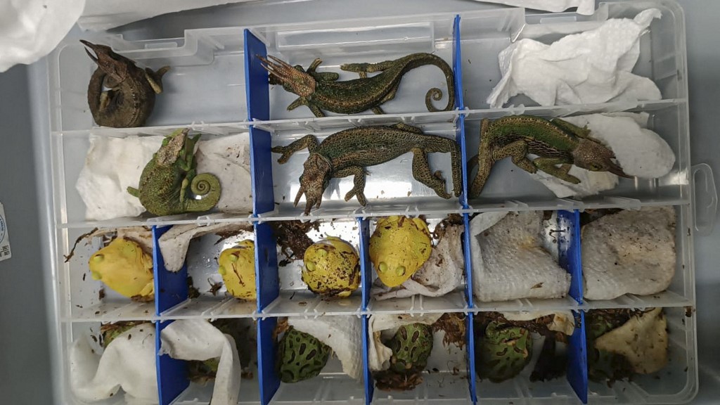 "Estaban en deplorables condiciones": incautaron 160 animales exóticos que llevaba un pasajero en el aeropuerto | Internacionales