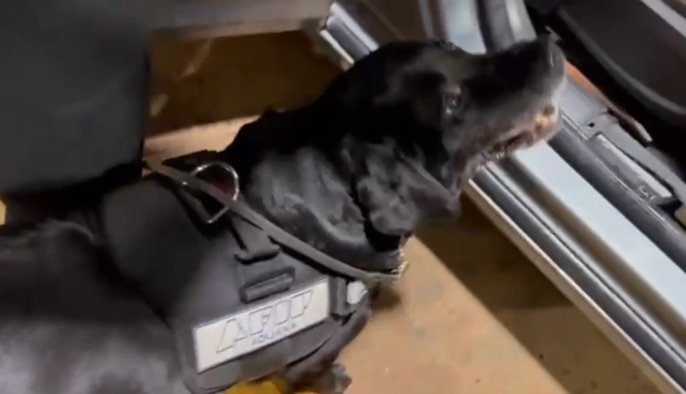 La Aduana "jubiló" a Filli, una perra labradora antinarcóticos de 10 años | Actualidad