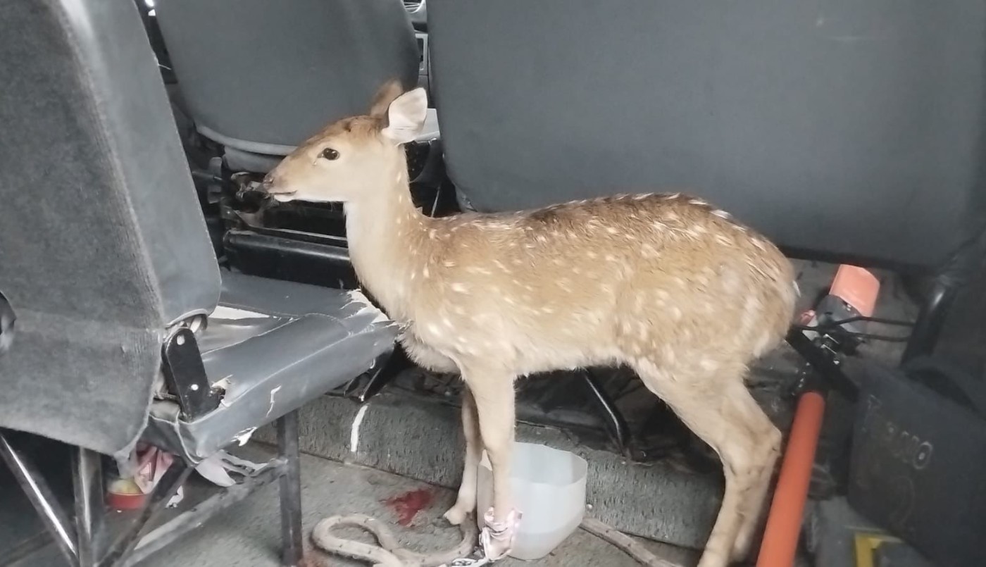 Apareció un ciervo en una cochera de Rosario | Actualidad