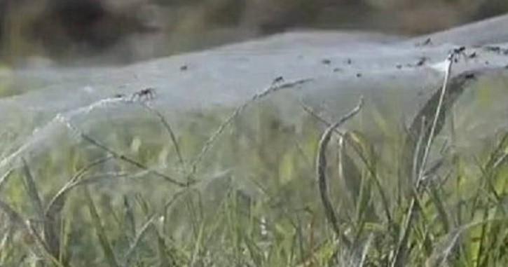 Alarma en Inglaterra por la invasión de 150 millones de arañas gigantes | Curiosidades