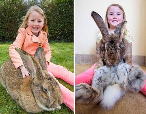 Darius, el conejo más grande del mundo: pesa 22 kilos | Curiosidades