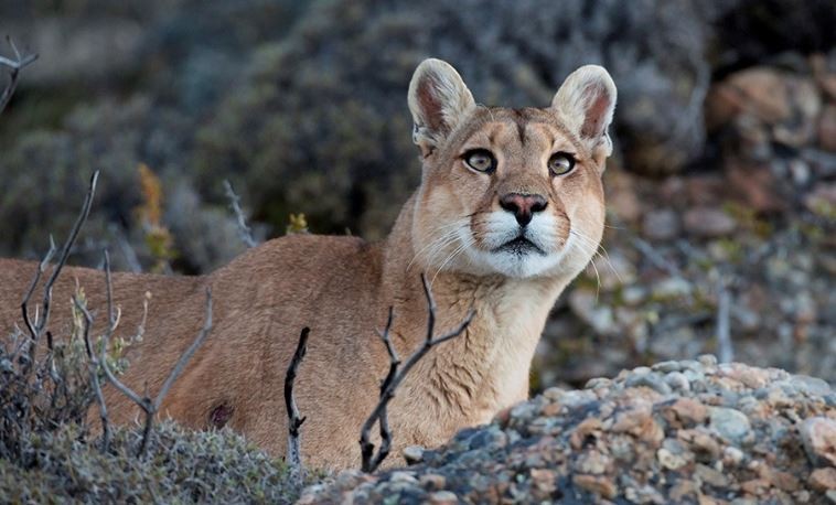 Un puma se "atrincheró" en un pino de Arroyo Leyes: buscan atraparlo | Actualidad