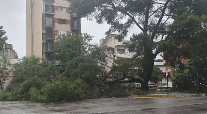 Temporal en Uruguay: un nene de ocho años y un joven murieron por la caída de árboles | Internacionales