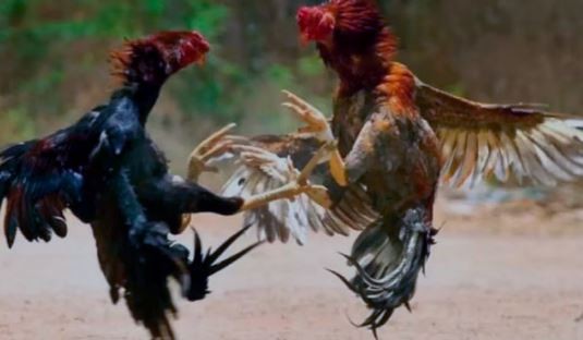 Rescataron 30 gallos mientras eran preparados para riñas en una localidad de Entre Ríos | Actualidad