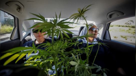 México: Las "monjas" de la marihuana ponen en jaque a los narcos | Internacionales