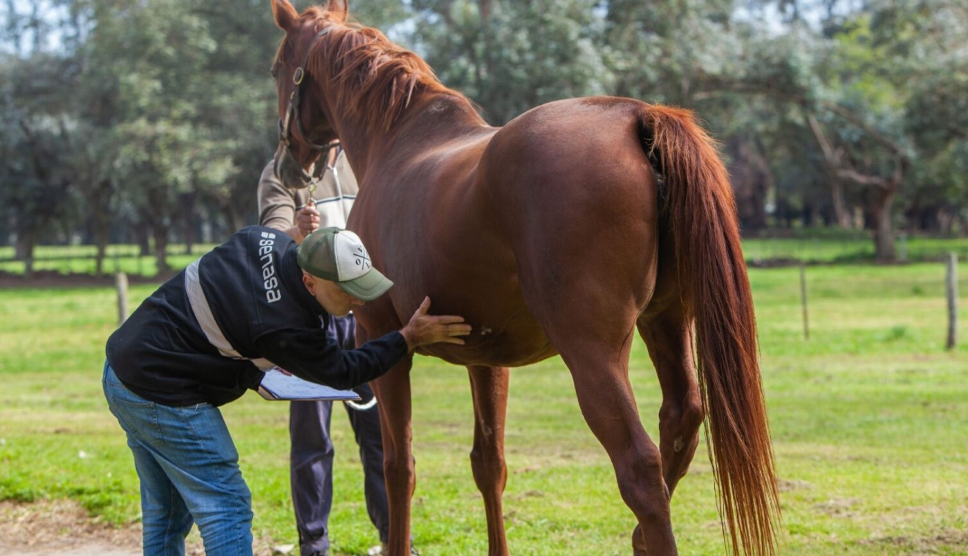 Confirmaron el primer muerto por Encefalitis Equina del Oeste en Santa Fe | Actualidad