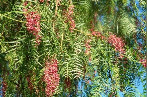 El árbol nativo que se ofrece como alternativa para espantar a los mosquitos | Actualidad