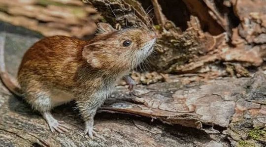 Tras una muerte en Rosario, recomiendan vacunarse contra la Fiebre Hemorrágica Argentina | Actualidad