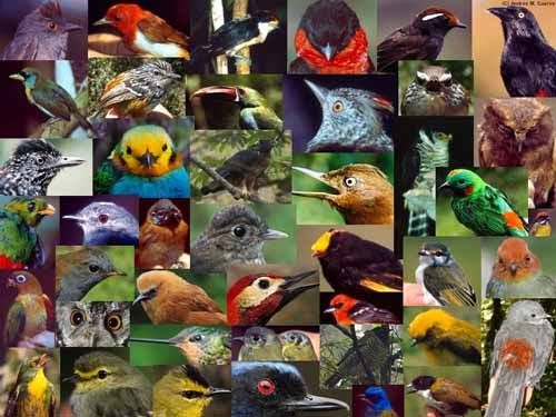 Perú es el país con mayor cantidad de especies de aves en todo el mundo | Clima, naturaleza y medio ambiente
