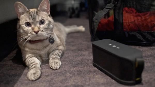 Para calmar a las fieras: llega la música para gatos | Curiosidades