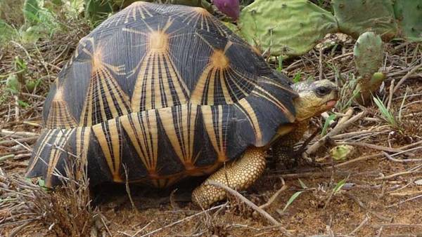La tortuga más linda del mundo, en peligro de extinción | Curiosidades