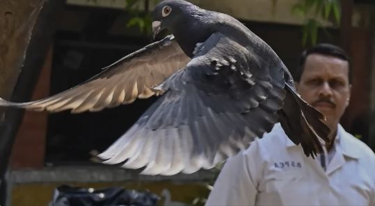 India liberó a una paloma que estuvo ocho meses detenida bajo sospecha de espiar para China | Internacionales