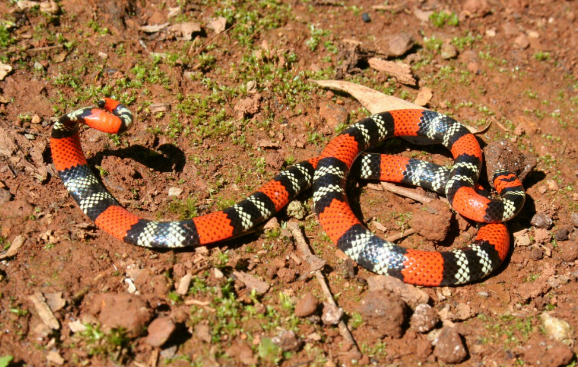 La Pampa: una beba está grave después de ser mordida en su casa por una serpiente coral | Actualidad