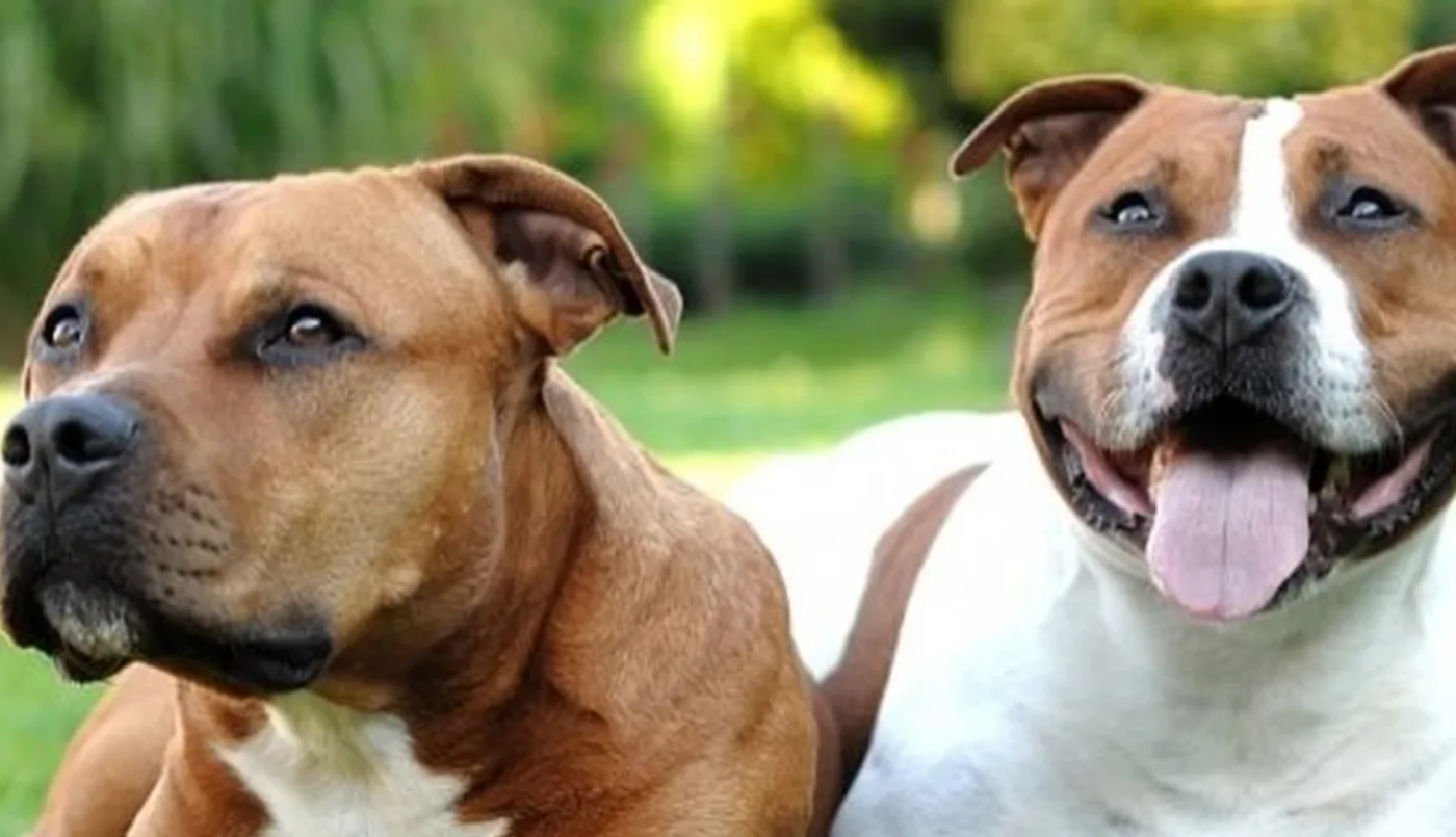 Dos pitbulls se escaparon, ingresaron a una casa vecina y atacaron a un joven: "Lo mordieron 50 veces" | Actualidad