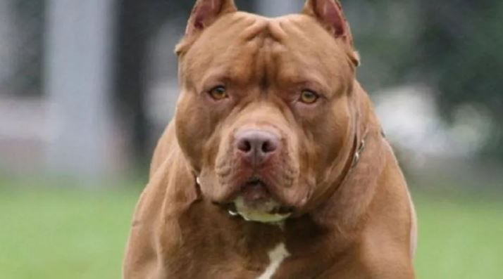 La Plata: dos pitbulls se escaparon de una casa y atacaron brutalmente a un hombre | Actualidad