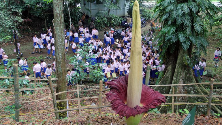 Furor en Australia por una flor de dos metros y olor a muerto | Curiosidades