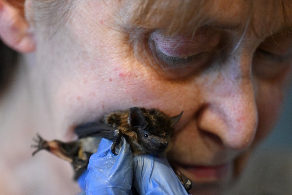 "Batimamá": una jubilada convirtió su casa en asilo de murciélagos | Internacionales