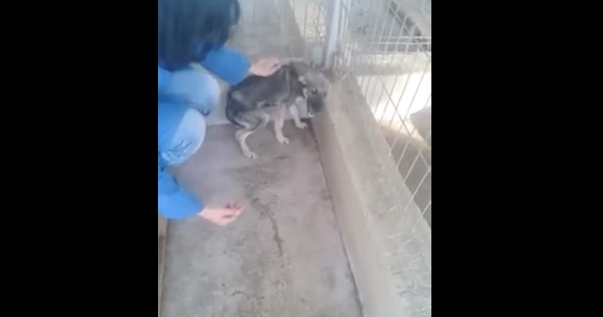 La conmovedora reacción de un perro maltratado al ser acariciado | Curiosidades