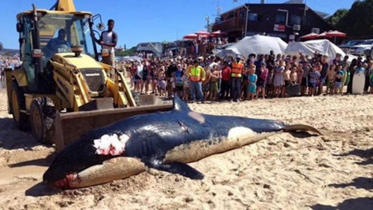 Mirá lo que encontraron en el estómago de esta orca muerta en Australia | Curiosidades