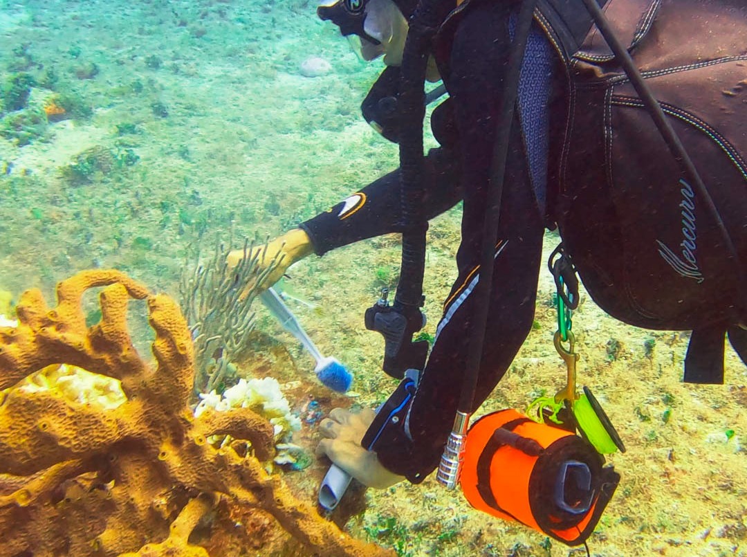 "Sin los océanos, no existiríamos", sostiene una buza argentina que protege arrecifes en México | Actualidad