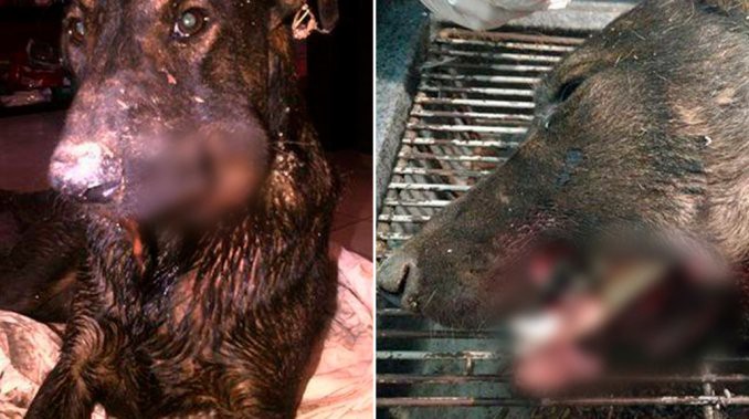 indignación en Mendoza: explotaron un petardo en la boca de un perro callejero | Curiosidades