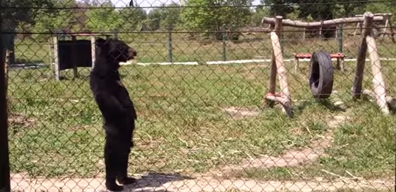 La selección de Telefe Noticias de los virales más vistos del 2015 | Curiosidades