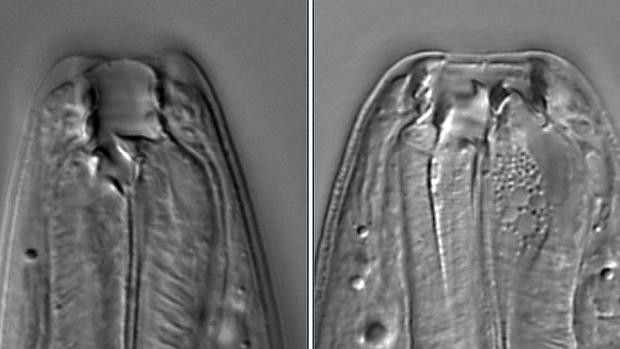 Descubren un gusano que puede tener cinco caras distintas | Curiosidades