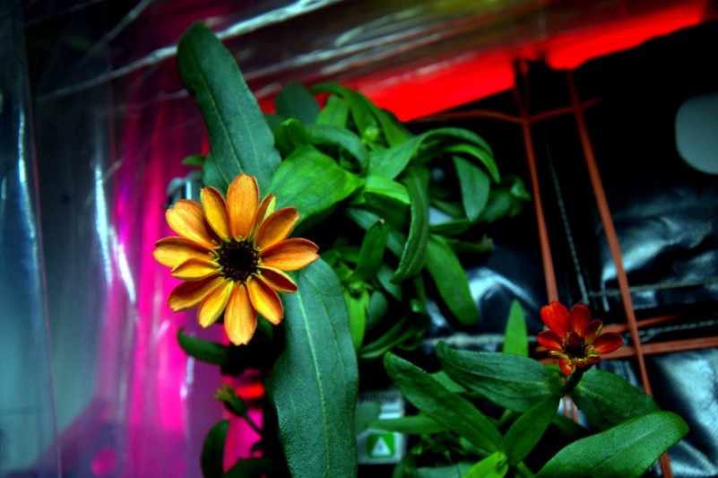 Te mostramos la primera flor que nació en el espacio | Curiosidades