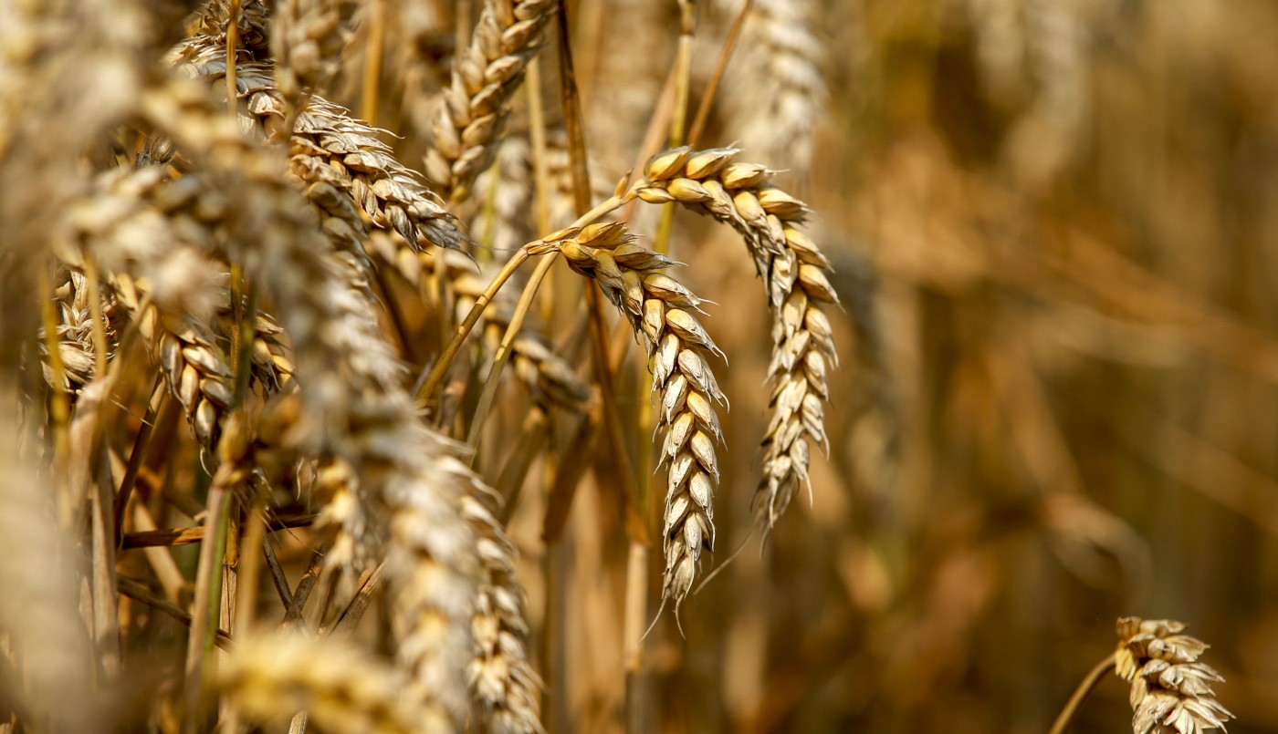 Mala noticia en el agro: por una plaga, la cosecha de maíz será inferior a la prevista | Economía