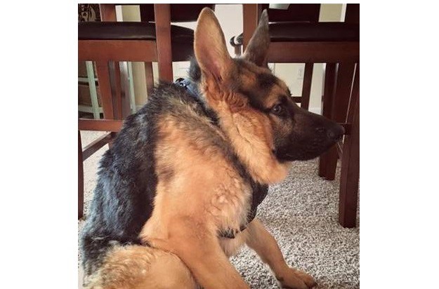 Quasimodo, el perro jorobado que enternece a todos en las redes sociales | Curiosidades