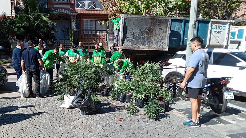 "Queremos poner orden": el intendente de San Isidro se refirió a las amenazas tras el decomiso de 1000 plantas de marihuana | Política