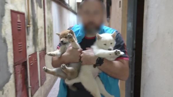 Clausuraron dos criaderos ilegales de perros en Villa Crespo y Mataderos | Actualidad