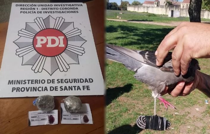 Santa Fe: quisieron usar una paloma mensajera para entrar droga a la cárcel de Coronda | Actualidad