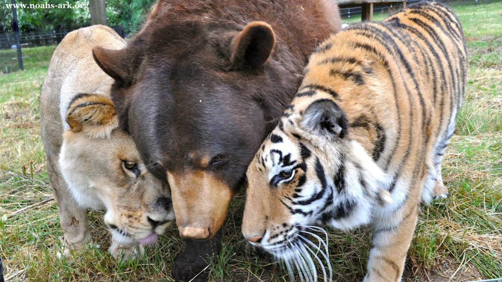 La historia de la inseparable amistad entre un oso, un león y un tigre | Curiosidades