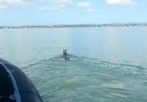 Rescataron sano y salvo a un caballo que nadó 11 kilómetros en el mar | Curiosidades