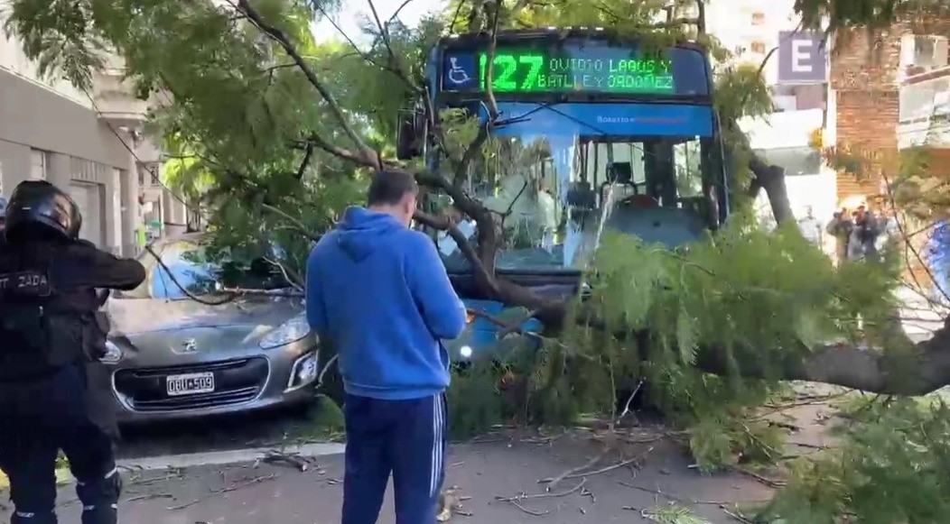 Un árbol cayó sobre un colectivo en Rosario: una pasajera herida | Actualidad
