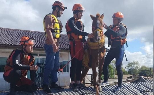 Rescataron a más de 5.000 animales por las inundaciones en Brasil | Internacionales