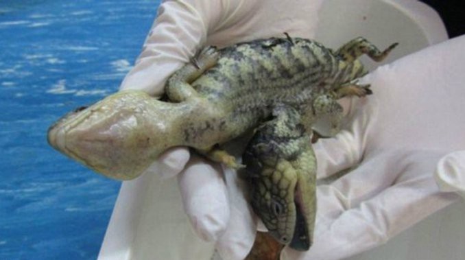 Sorpresa en Australia: hallaron un lagarto de dos cabezas | Curiosidades