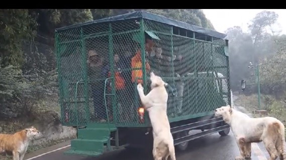 El zoológico del revés: personas enjauladas y animales sueltos | Curiosidades