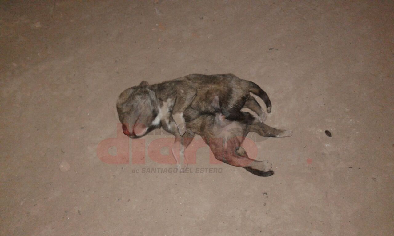 Perro de siete patas conmocionó a un pueblo santiagueño | Curiosidades