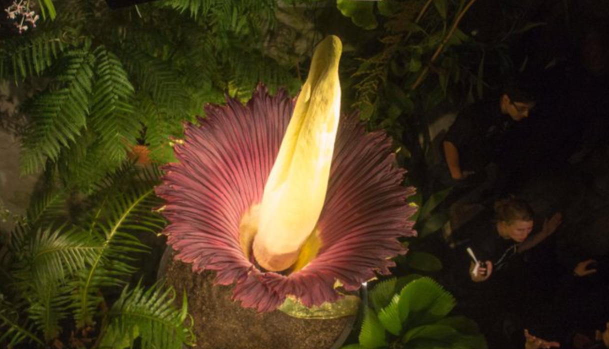 Fotos: la flor "pene de titán" que es furor en Bélgica | Internacionales