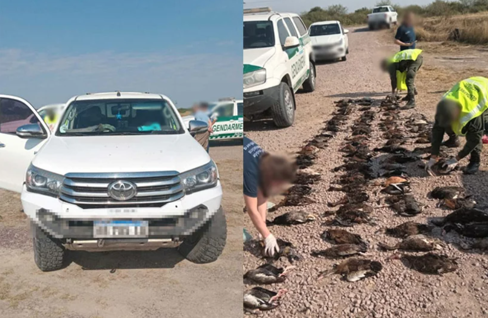 Operativo “Cazadores cazados”: se incautaron 84 piezas de patos silvestres | Actualidad