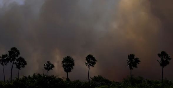 Incendios en los humedales de Brasil alcanzaron niveles récord | Clima, naturaleza y medio ambiente