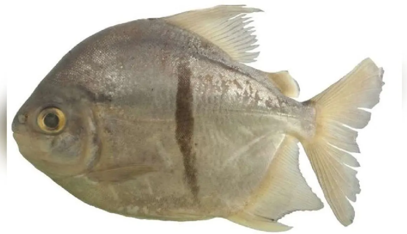 Descubrieron nuevo pez y lo bautizaron "Sauron" por el personaje de "El Señor de los Anillos" | Internacionales