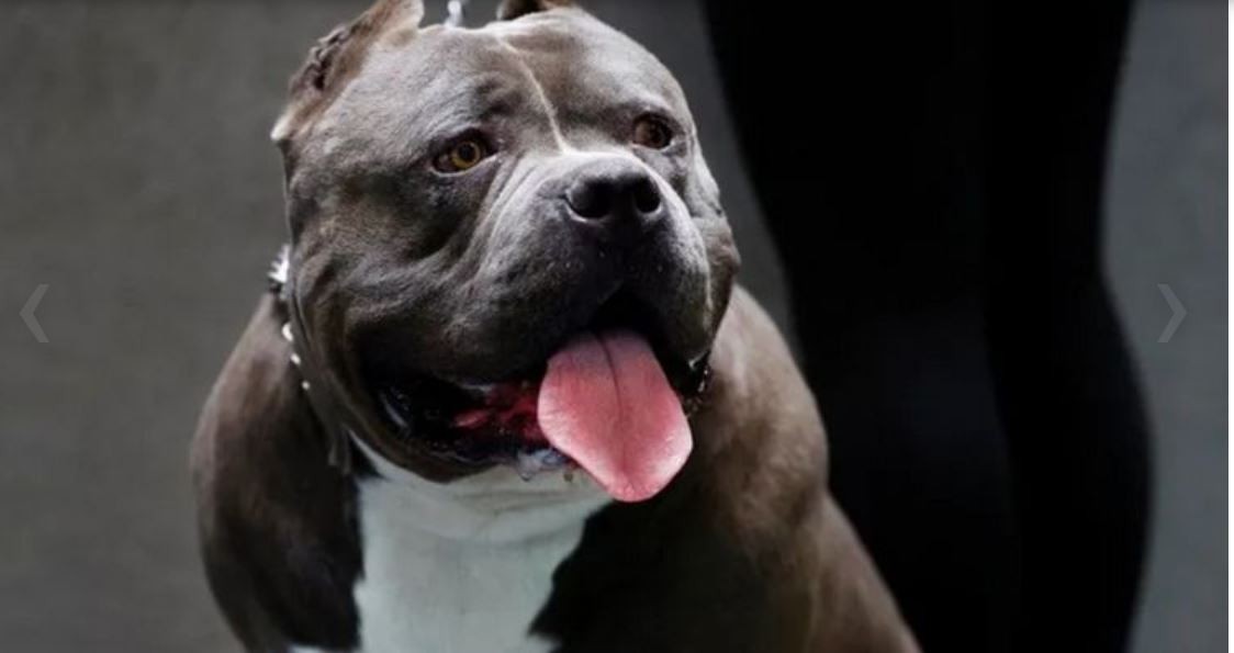 Un perro le mordió la cara a una nena de dos años | Actualidad