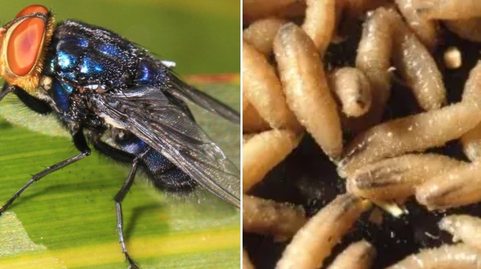 Confirmaron la segunda muerte de una persona por el gusano barrenador en Costa Rica | Internacionales