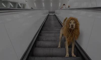 La increíble historia del "perro león" que se convirtió en "rey" de Hamburgo | Curiosidades